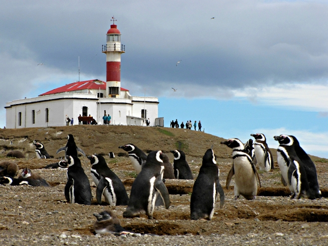 Faro y pingüinos