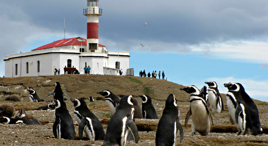 Foto Pack de 3 Tours en Punta Arenas Faro y pingüinos
