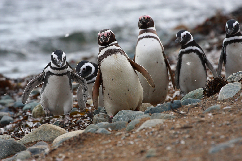 Pingüinos magallánicos