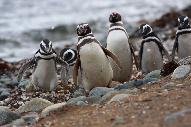 Pingüinos magallánicos