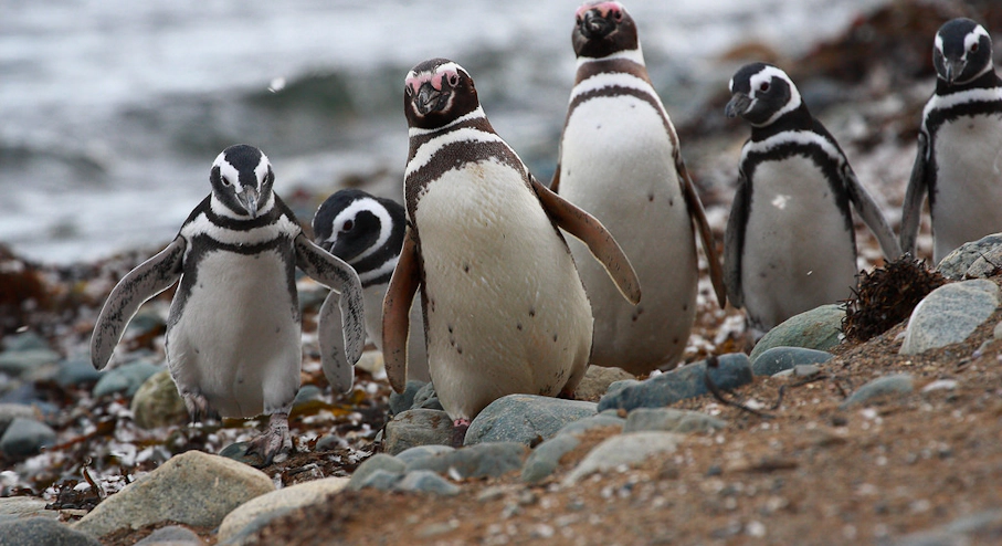Pack de 4 Tours Pingüinos magallánicos