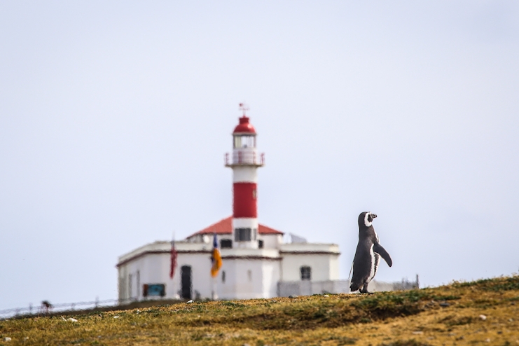 Pingüino magallánico y faro