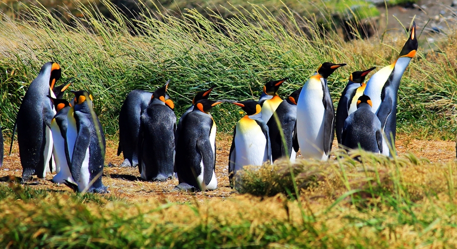 pingüinos en Tierra del Fuego