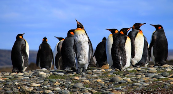 pingüinos en Tierra del Fuego