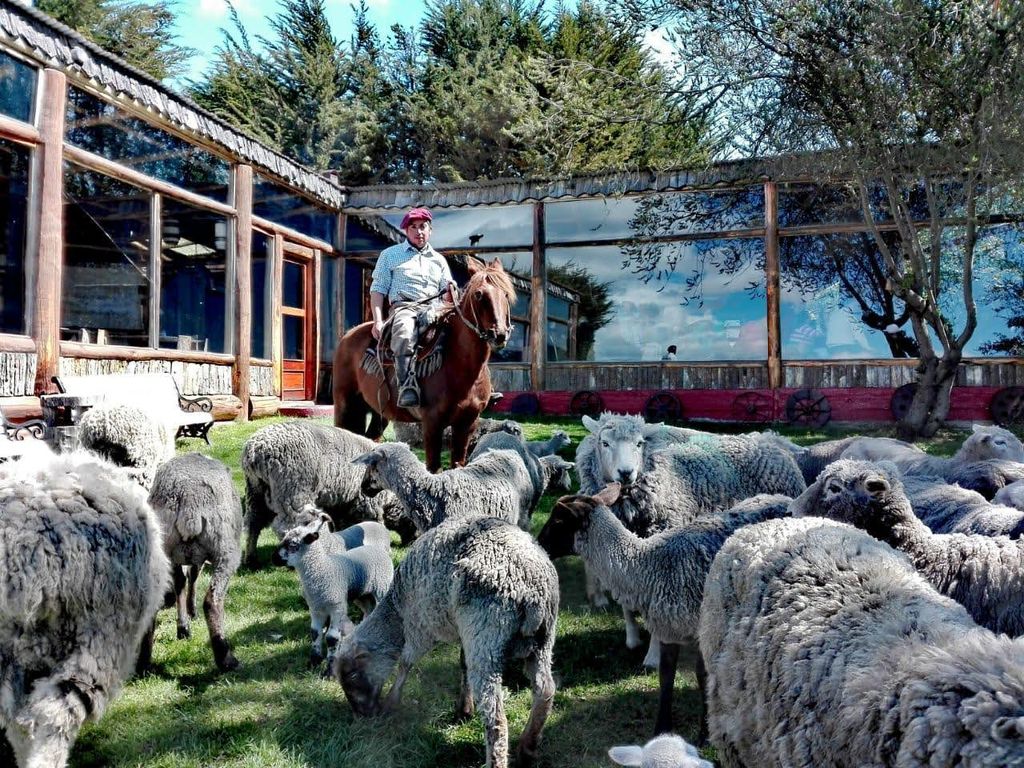 Baqueano arreando ovejas