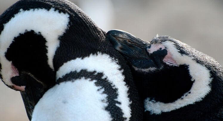 Pinguino Magallánico