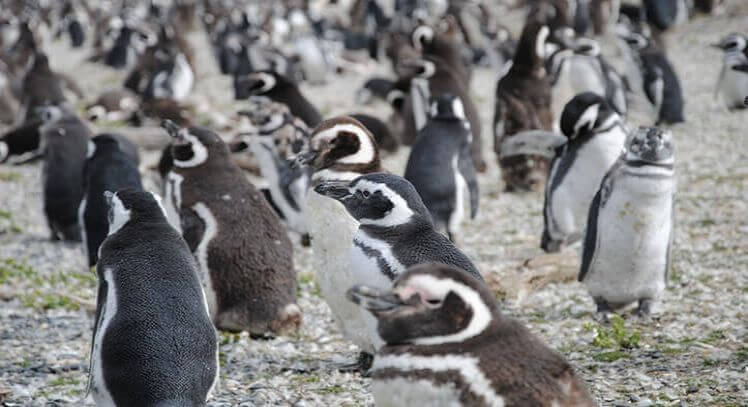 Pinguino en Punta Arenas