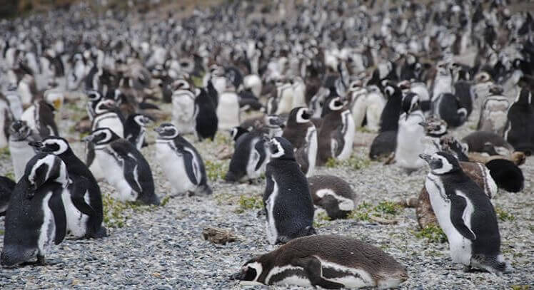 Pinguinos magallánicos