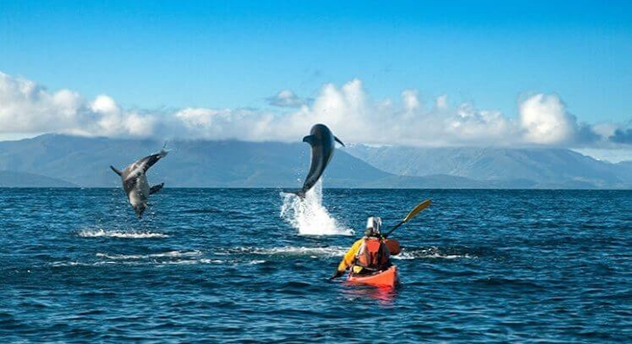 Kayak dolphins