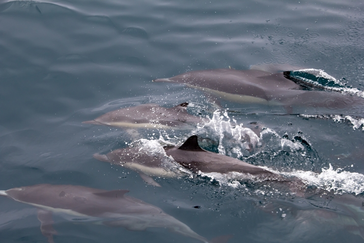 Grupo de delfines