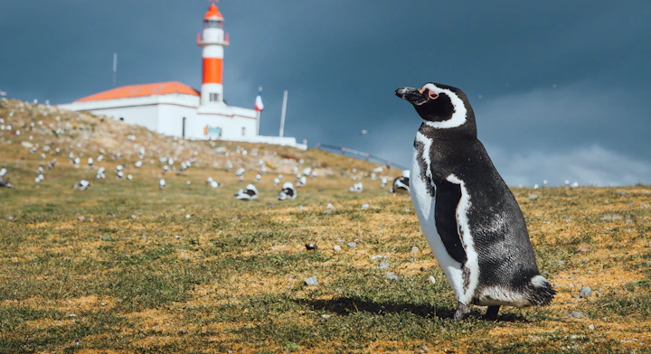 Pingüino magallánico y faro de fondo