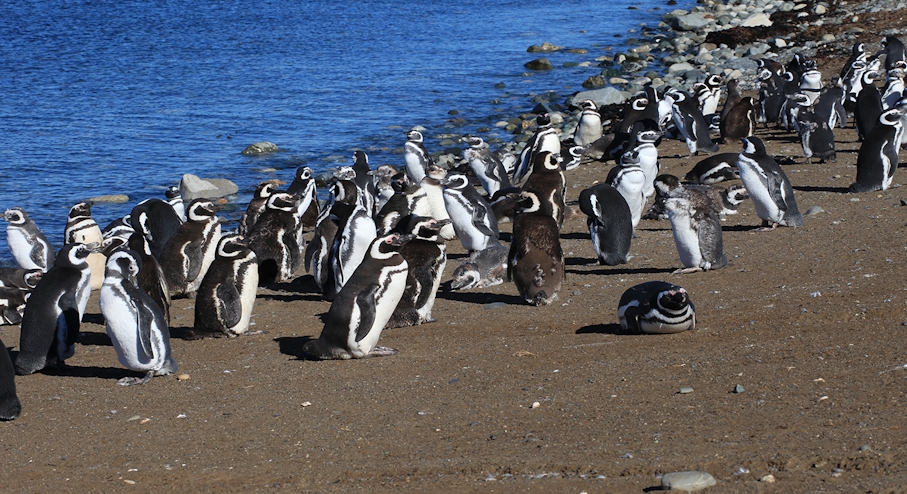 Playa de pingüinos