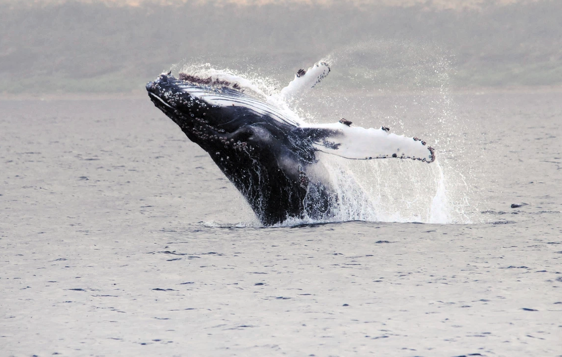 Avistamiento de ballena en Magallanes