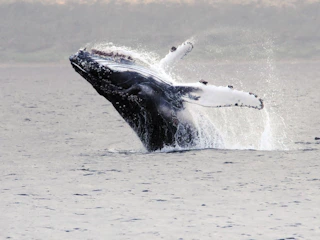 Foto Avistamiento de Ballenas en Punta Arenas Avistamiento de ballena en Magallanes
