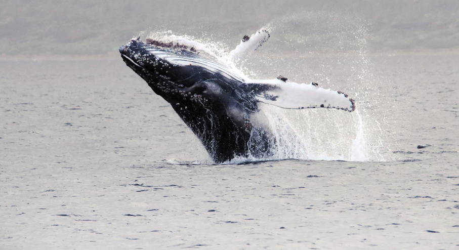 Avistamiento de ballena en Magallanes