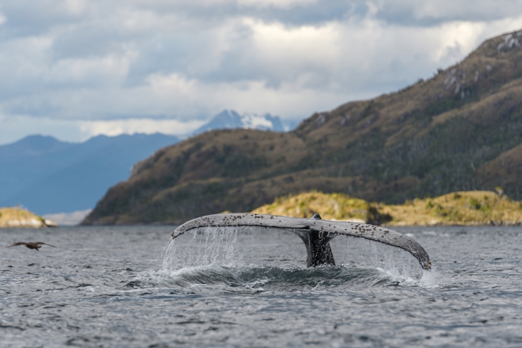 Cola de ballena en Magallanes