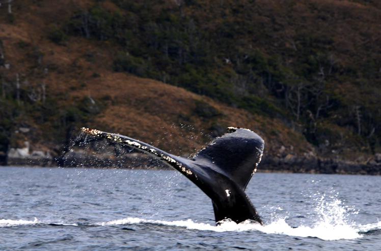 Grupo en tour de avistamiento de ballenas