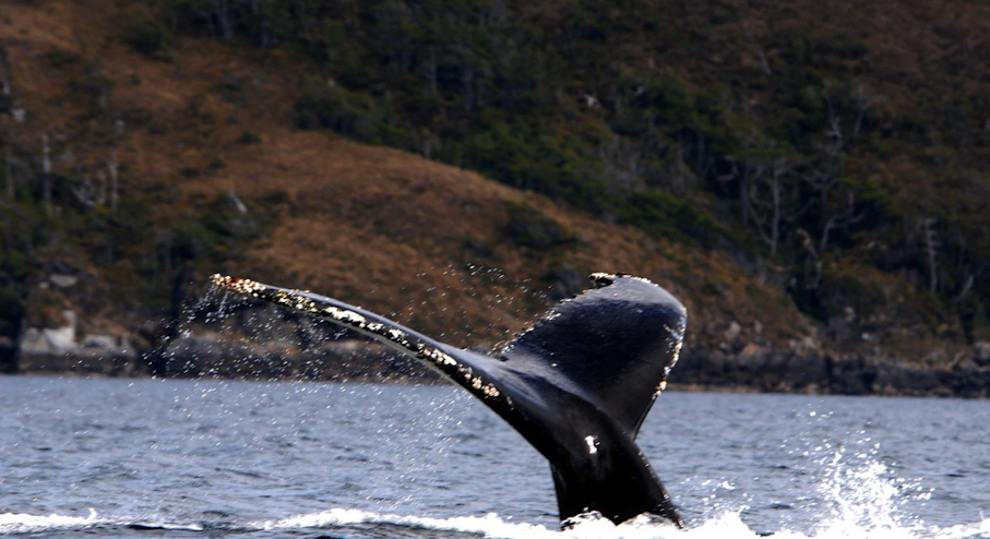 Grupo en tour de avistamiento de ballenas