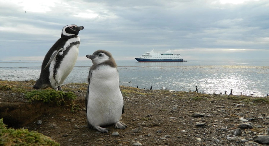 Crucero Australis: Ruta de Darwin (8 días) Isla Magdalena