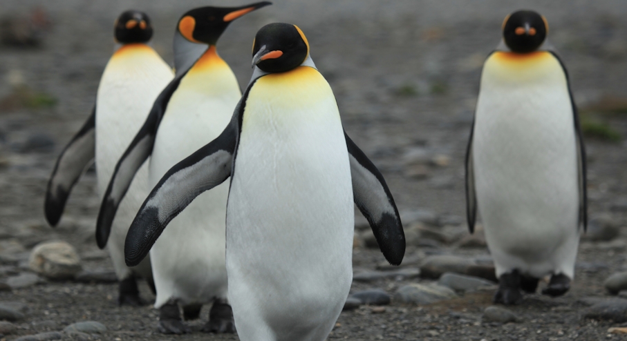 Full Day Tierra del Fuego: Pingüino Rey