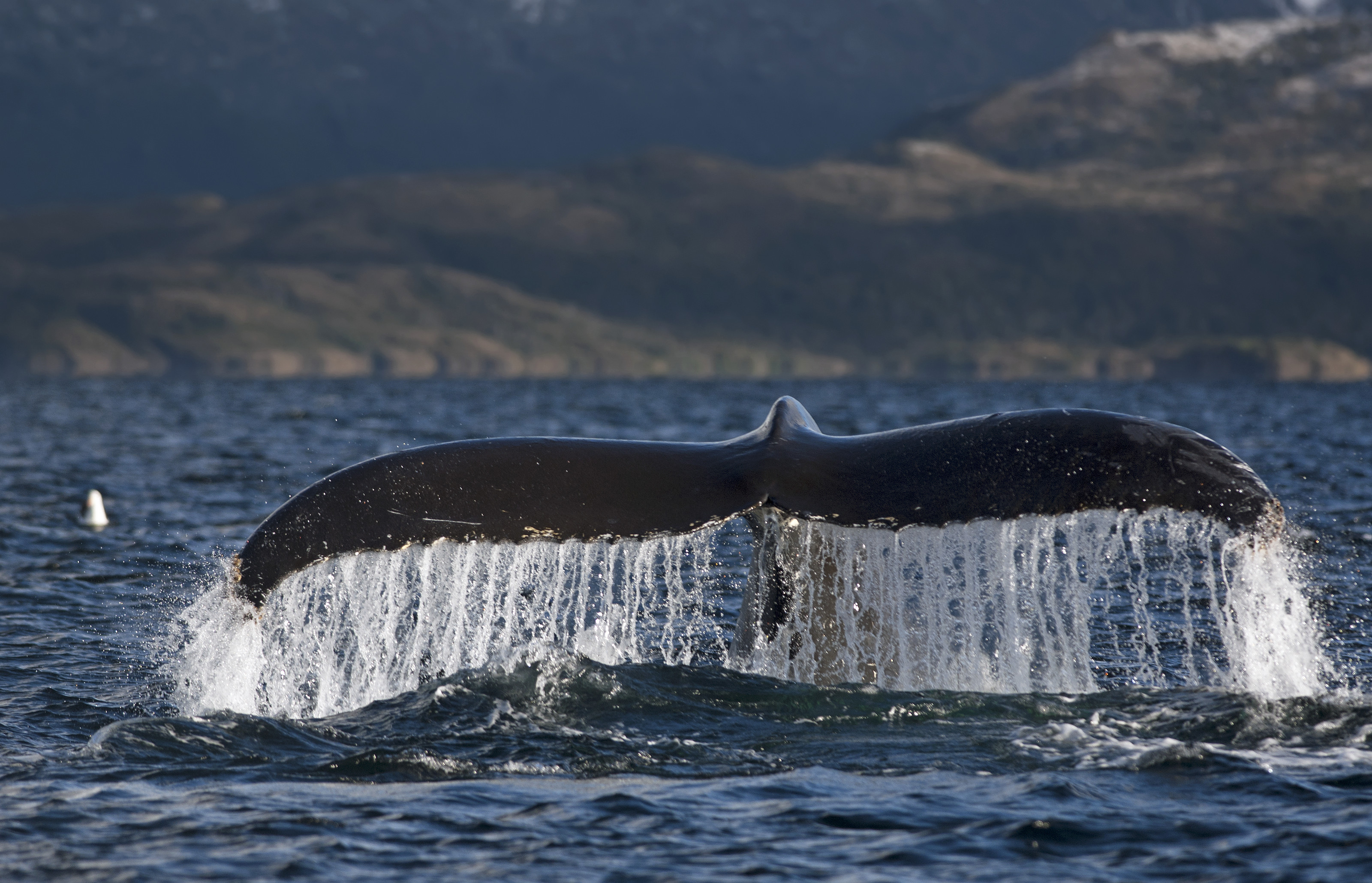 Avistamiento de Ballenas (3 días)