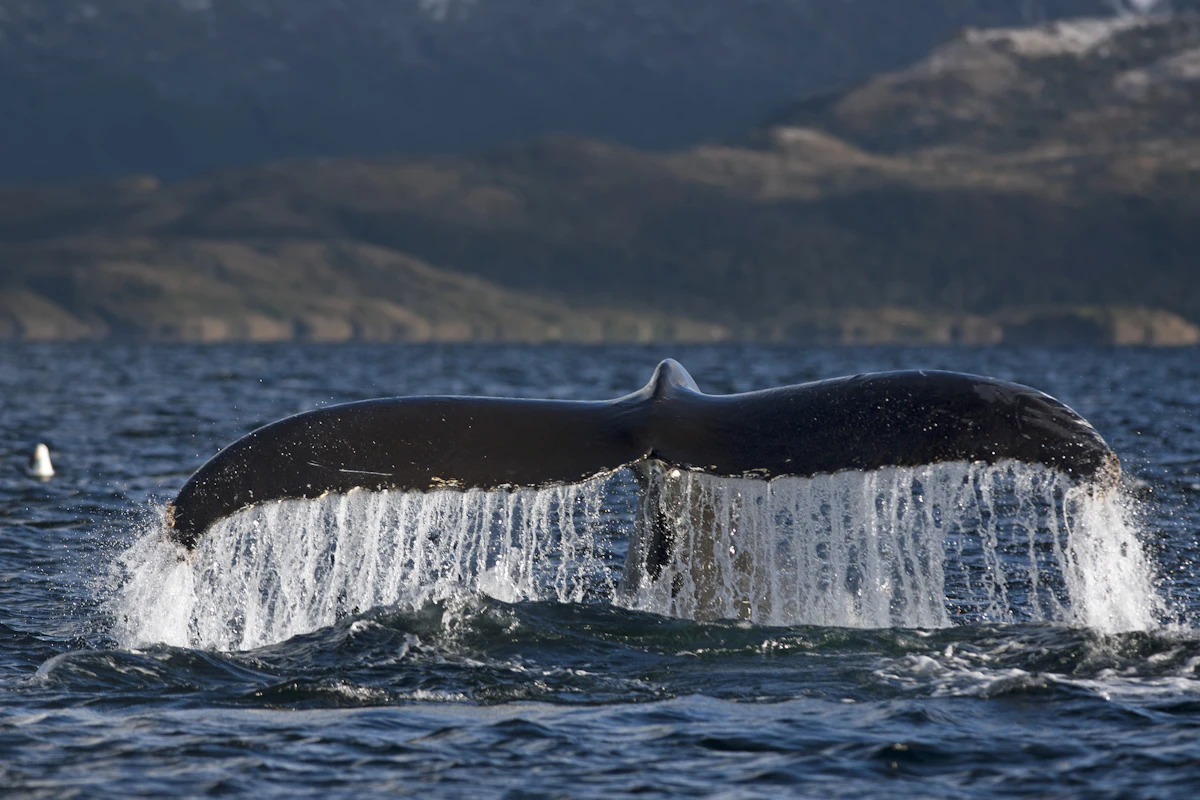 Avistamiento de Ballenas (3 días) Avistamiento de Ballenas (3 días)
