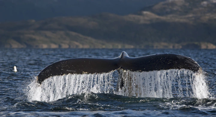 Avistamiento de Ballenas (3 días)