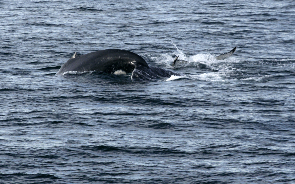 Ballenas en la Patagonia