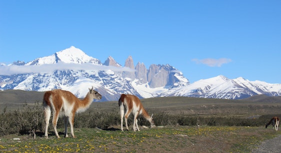 Guanacos en Torres del Paine