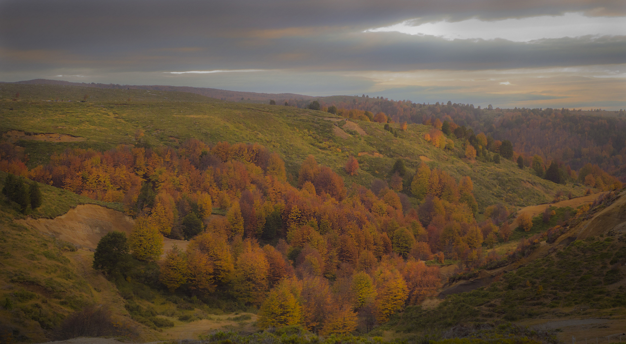 Bosque patagónico