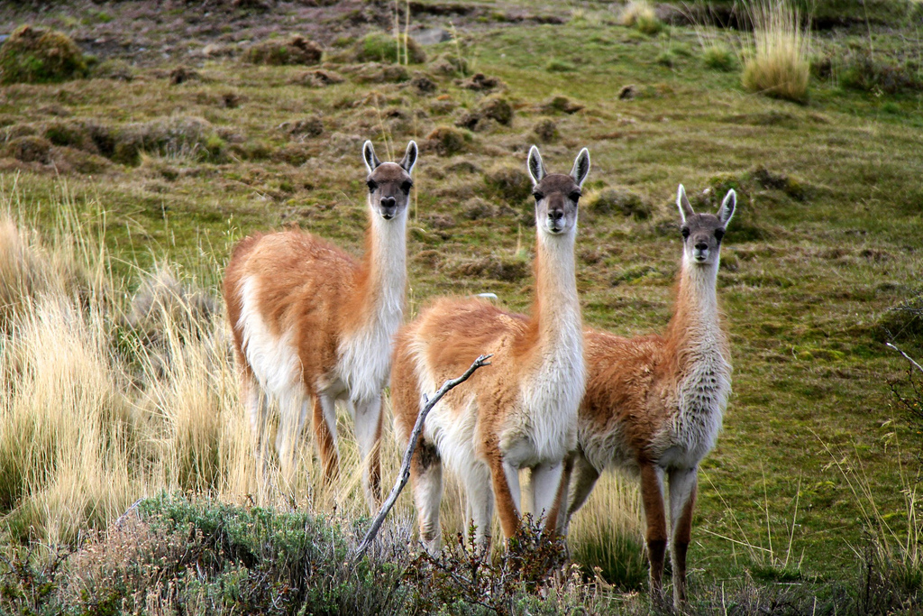 Guanacos