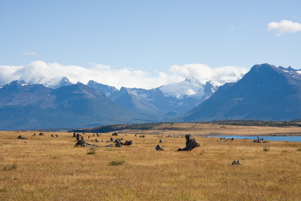 Vida Silvestre Patagónica