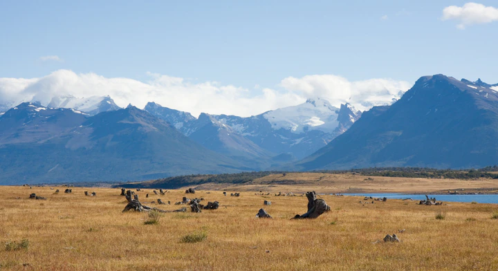 Vida Silvestre Patagónica