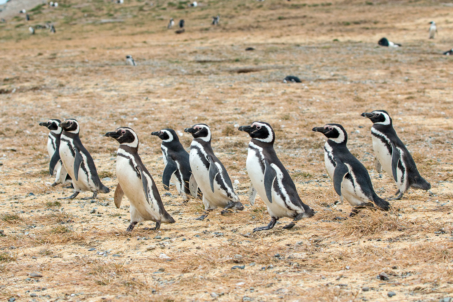 Pingüinos magallánicos