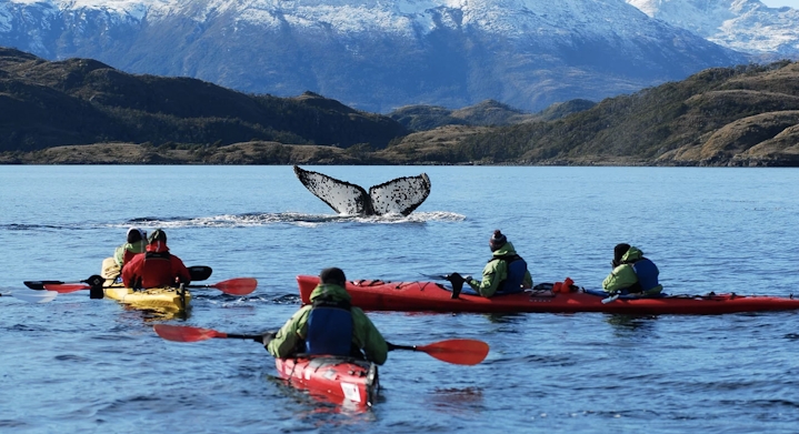Kayak com Baleias