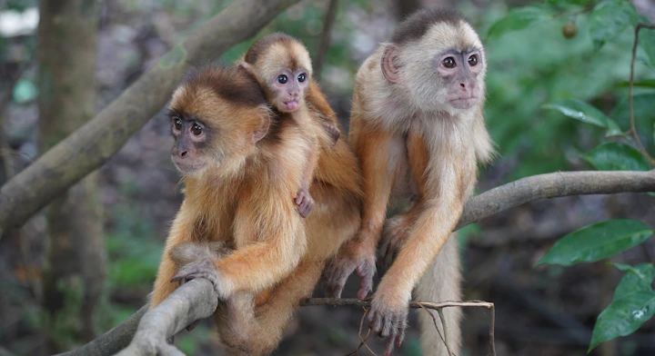 Familia de monos capuchinos