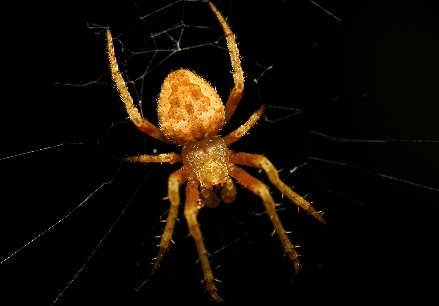 Araña
