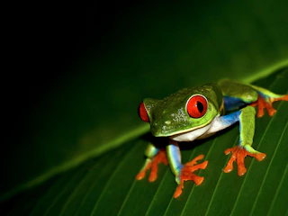 Imagen Caminata Nocturna en la Jungla en Quepos Rana de ojos rojos