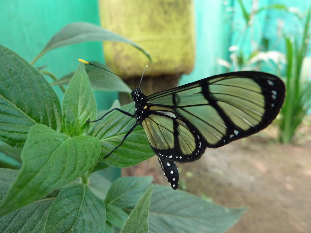 Granja de Mariposas en Mindo
