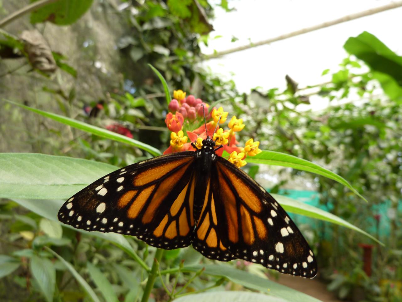 Mariposas de Ecuador