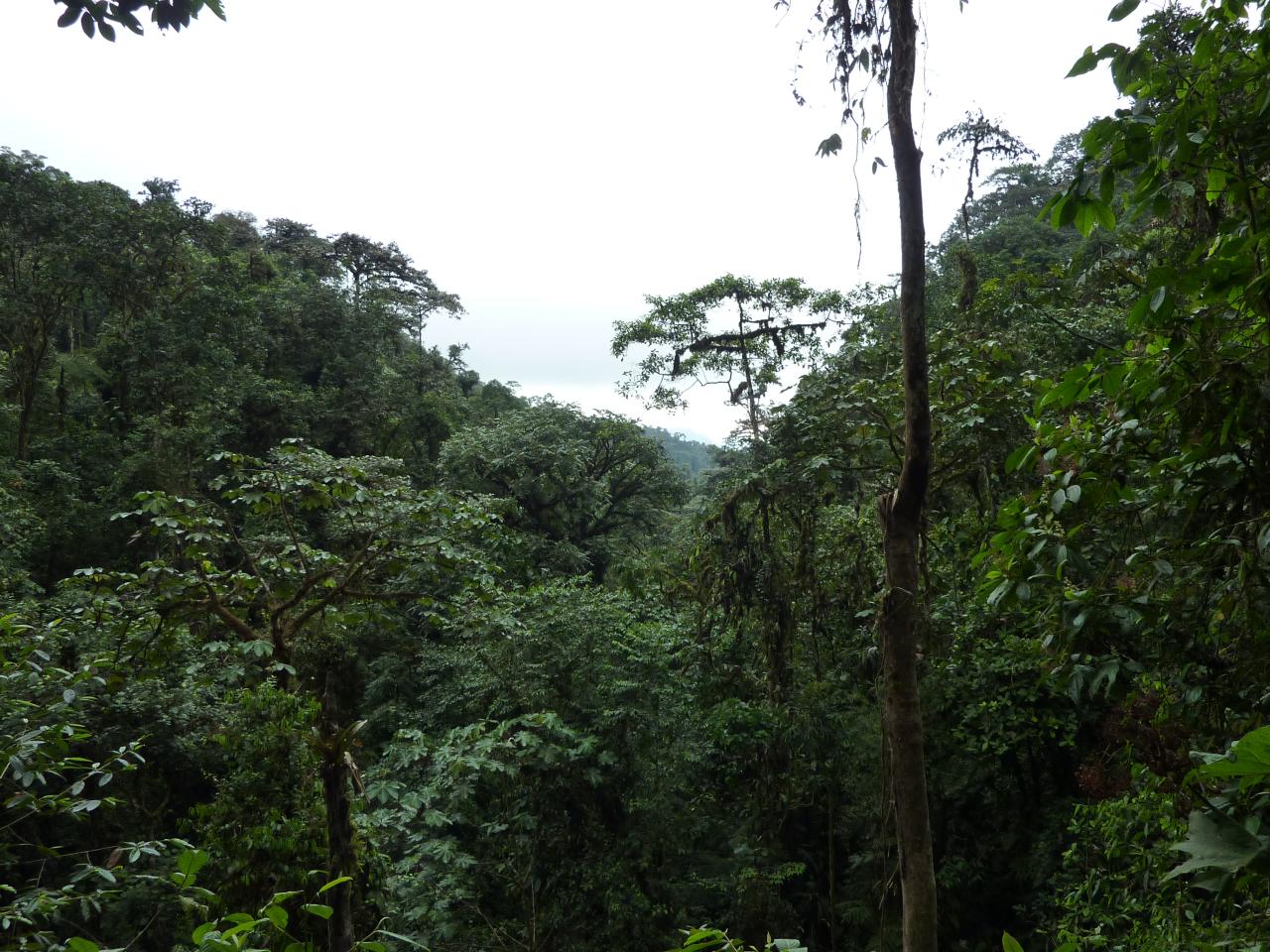 Reserva Ecológica Mindo