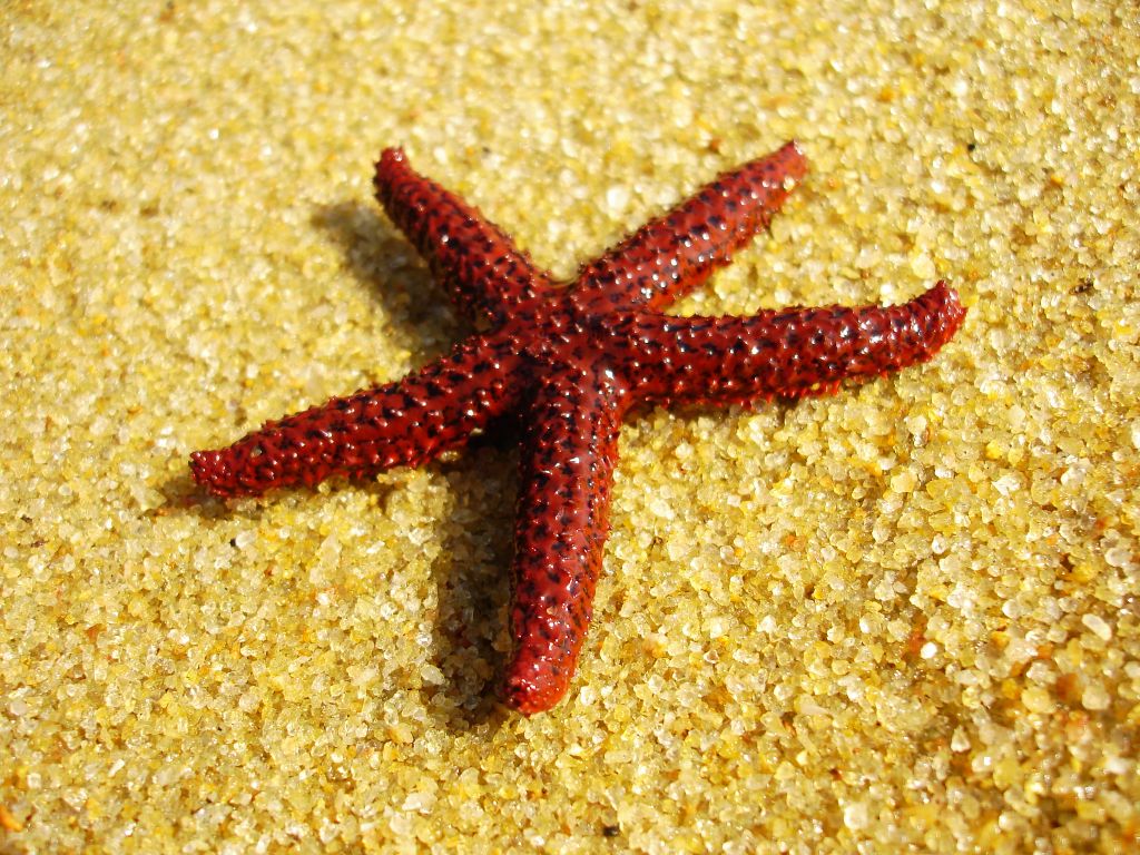 Estrella de mar