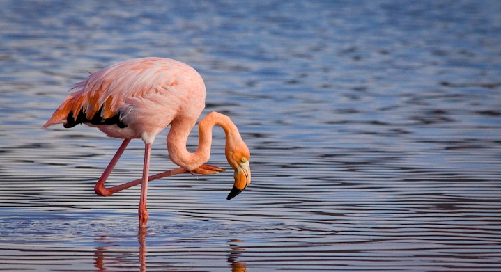 Camarones e Santuário Los Flamencos
