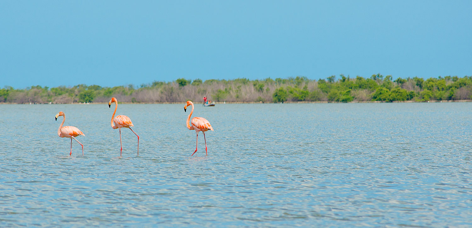 Santuario natural Los Flamencos