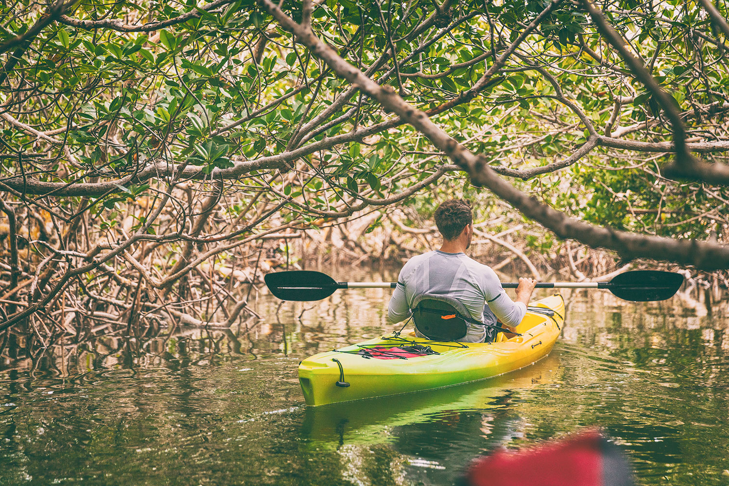 Manglar río Ranchería