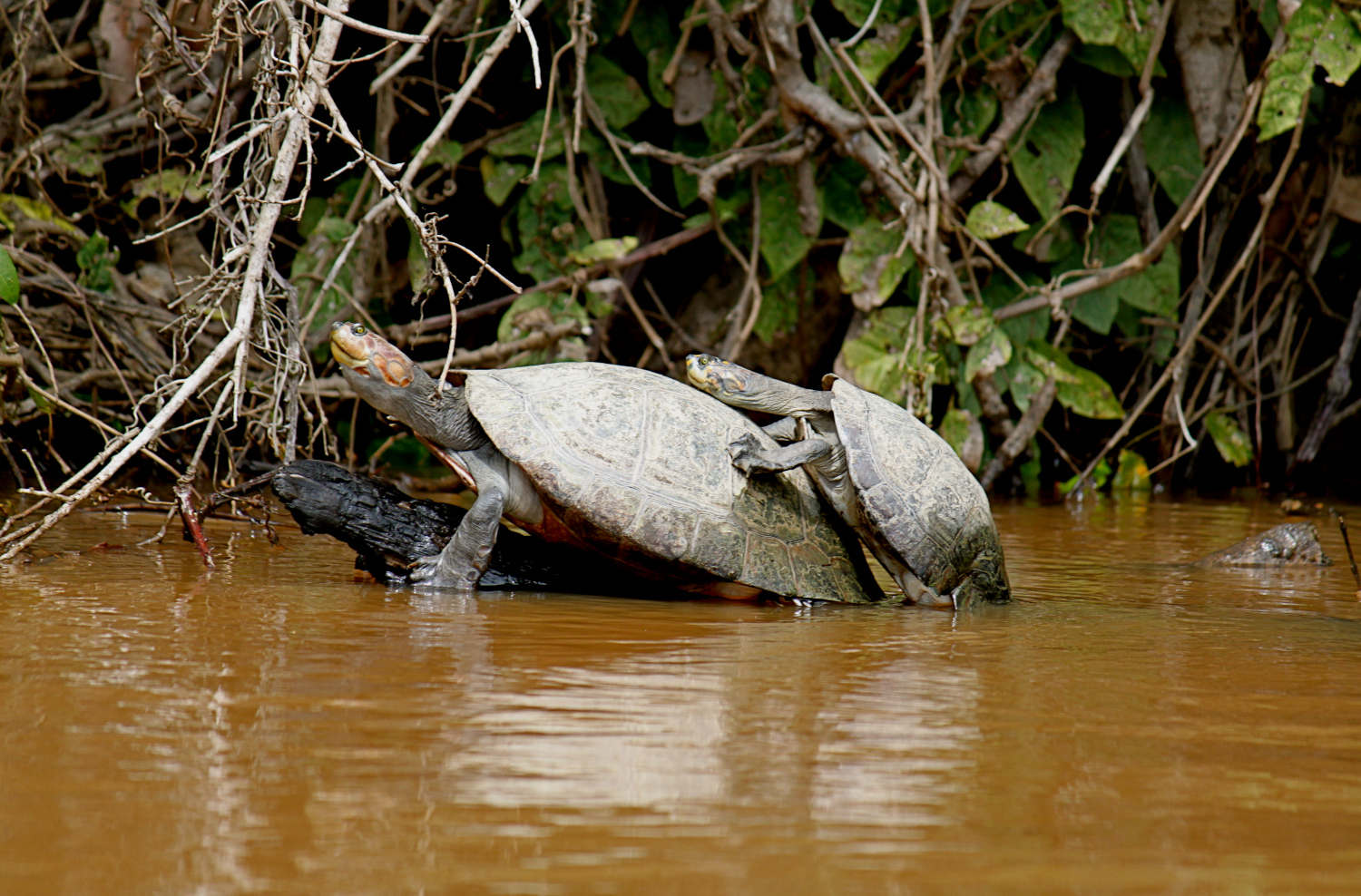 Tortugas en Pampas del Yacuma