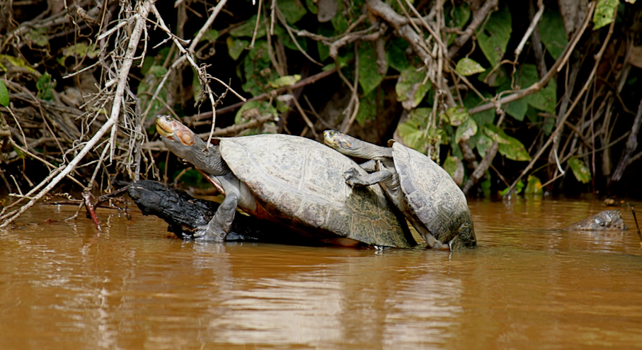 Foto Pampas del Yacuma (3 días) en Rurrenabaque Tortugas en Pampas del Yacuma