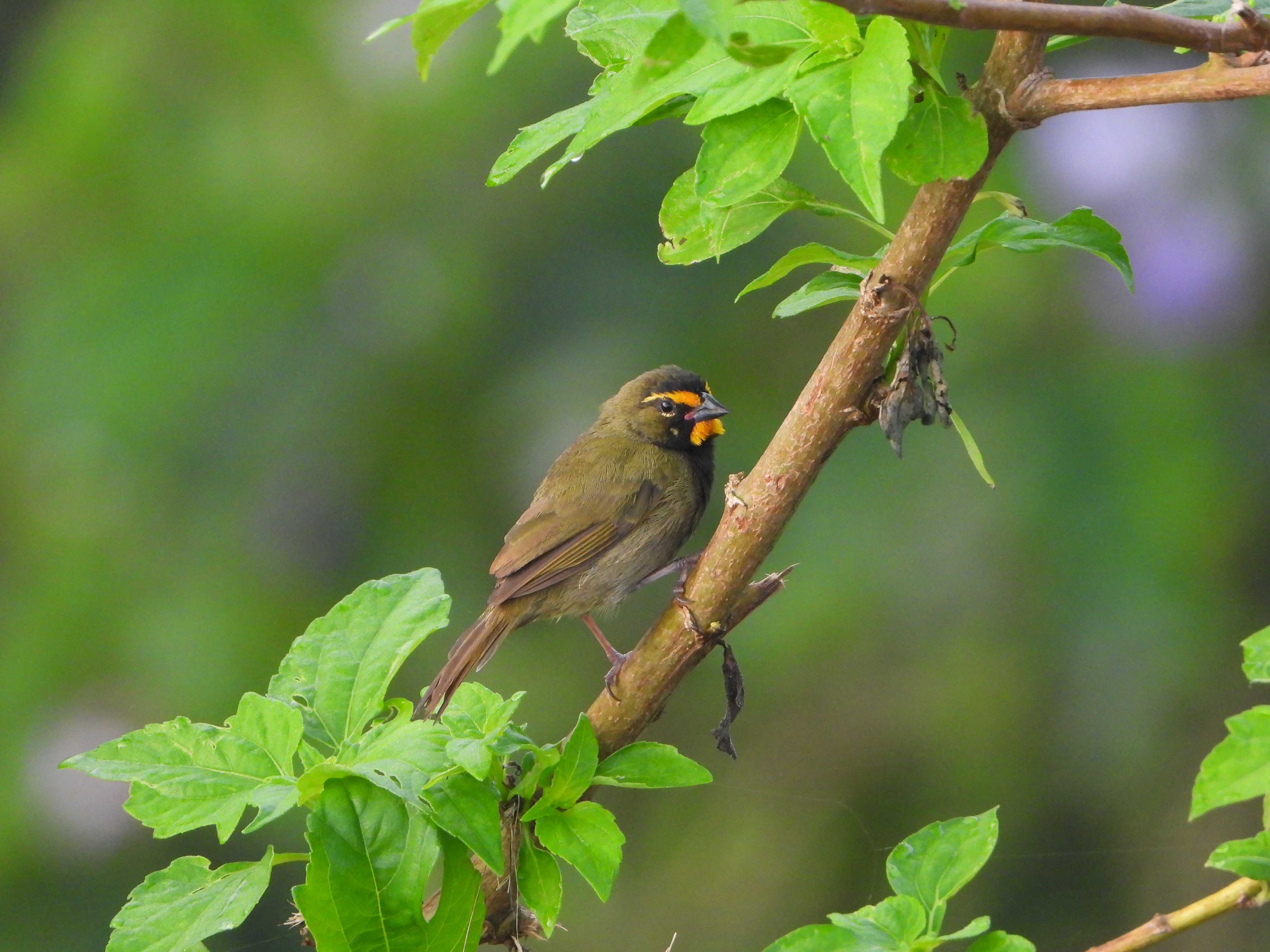Espiguero cariamarillo