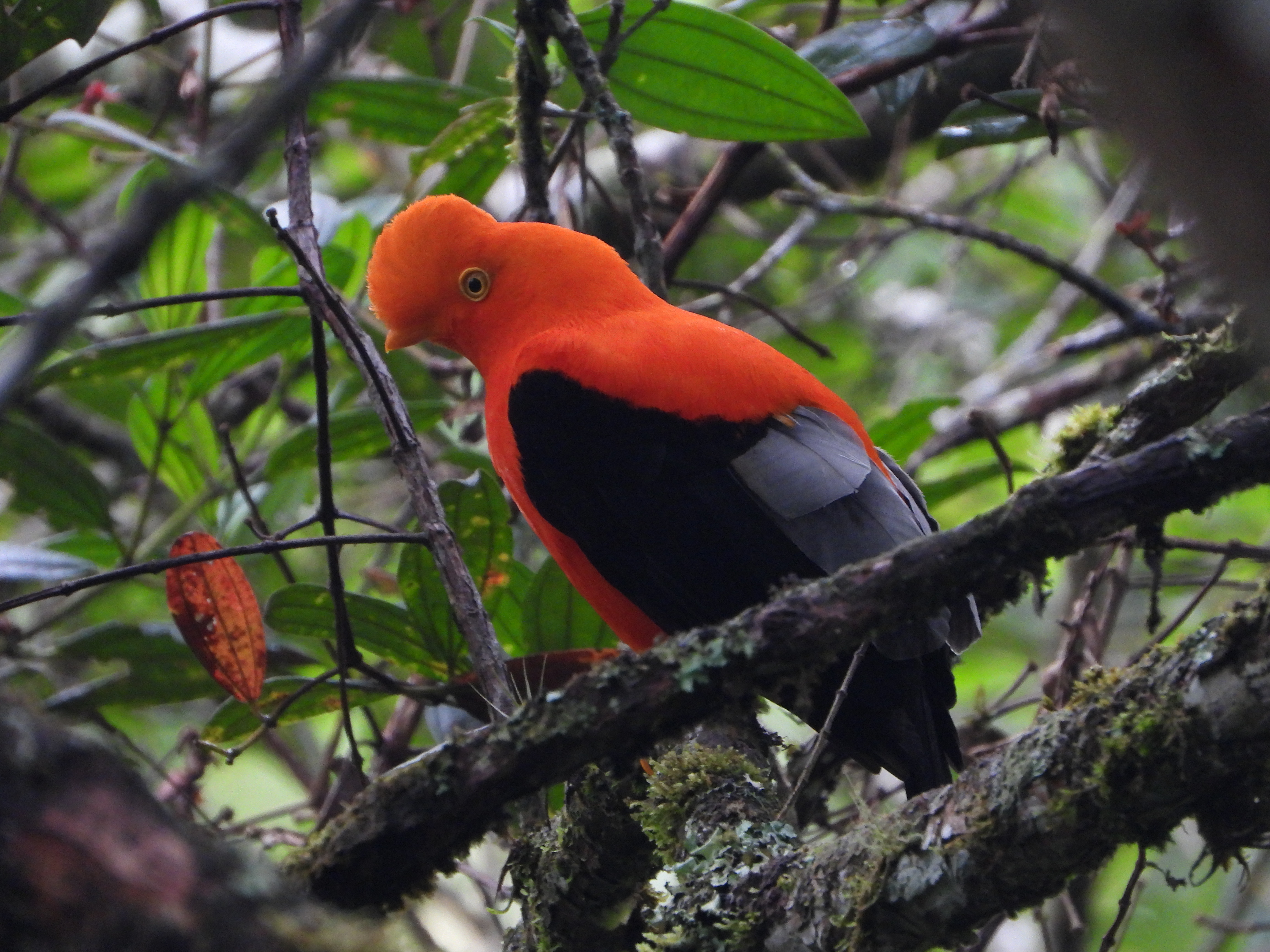 Gallito de las rocas