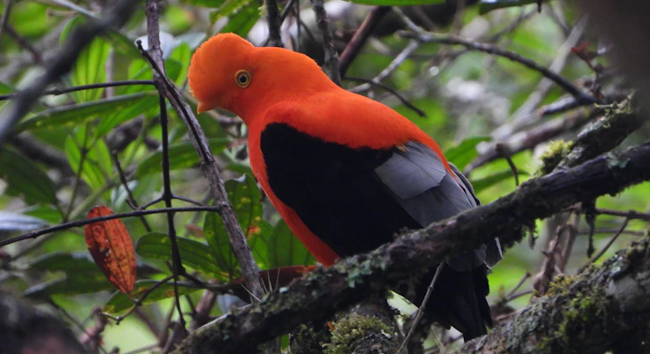 Gallito de las rocas